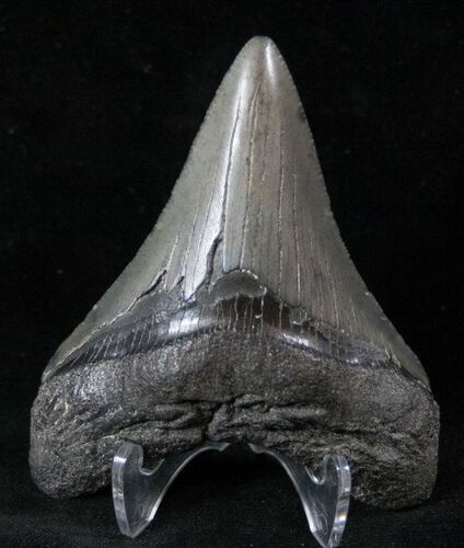 Fossil Megalodon Tooth #13507